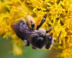 Melissodes illatus