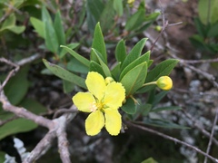 Sphedamnocarpus pruriens