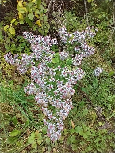 Symphyotrichum cordifolium