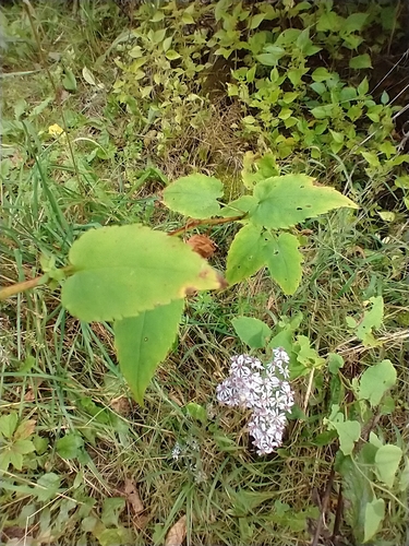 Symphyotrichum cordifolium