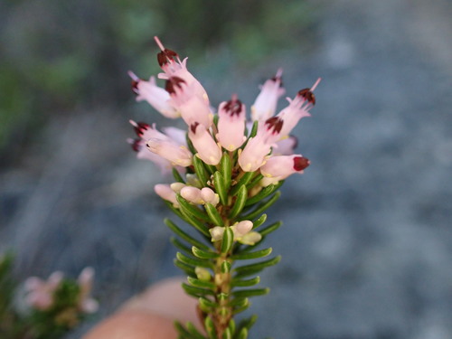 Erica multiflora (Erica multiflora)