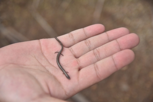 Siamese Supple Skink
