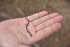 Siamese Supple Skink