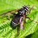 Bald-faced Hornet Fly - Photo (c) Denis Doucet, some rights reserved (CC BY-NC), uploaded by Denis Doucet