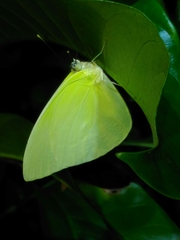 Aphrissa statira statira