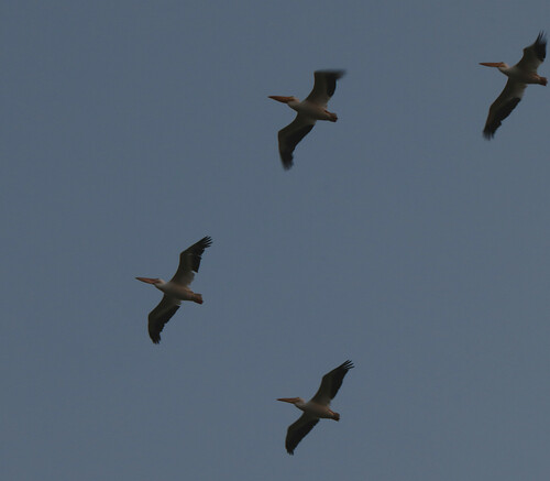 American White Pelican photographed in Arkansas