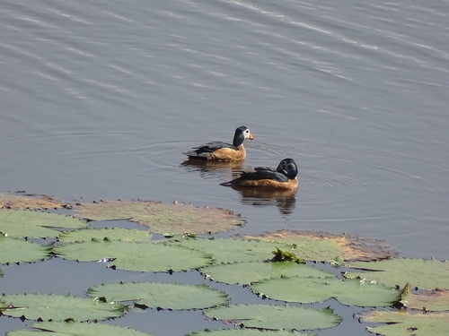 African Pygmy-Goose