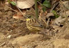 Emberiza personata