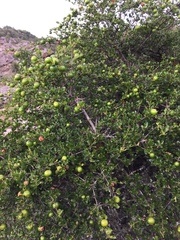 Vangueria soutpansbergensis