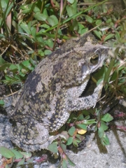 Rhinella granulosa