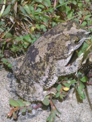 Rhinella granulosa