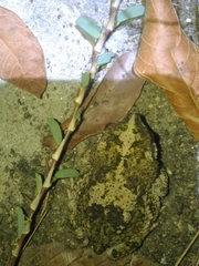 Rhinella granulosa