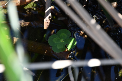 Australian water-clover (Marsilea mutica)