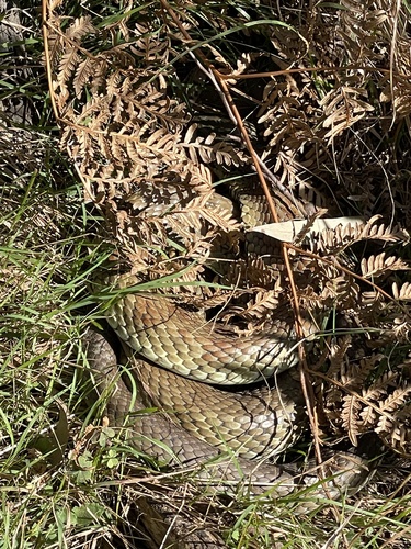 Tiger Snake sighting