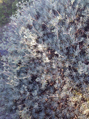 Eriogonum arborescens