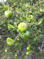 Vangueria soutpansbergensis