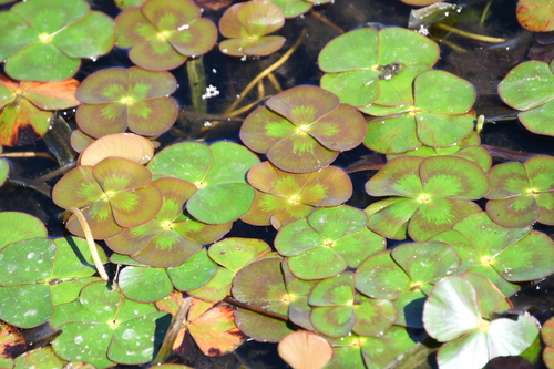 Image of Marsilea mutica by (c) Thomas Mesaglio, some rights reserved (CC BY)
