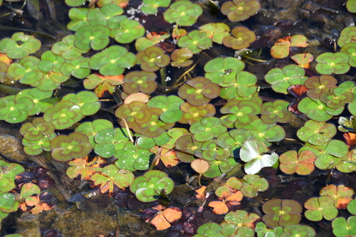 Australian water-clover (Marsilea mutica)