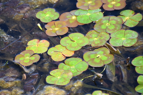 Image of Marsilea mutica by (c) Thomas Mesaglio, some rights reserved (CC BY)