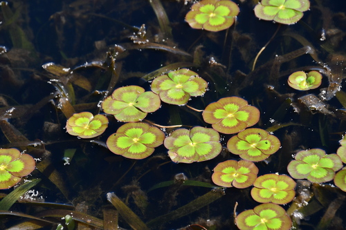 Image of Marsilea mutica by (c) Thomas Mesaglio, some rights reserved (CC BY)