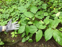 Toxicodendron orientale