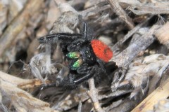Phidippus ardens
