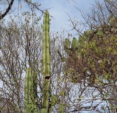 Isolatocereus dumortieri