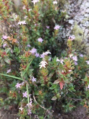 Otiophora cupheoides