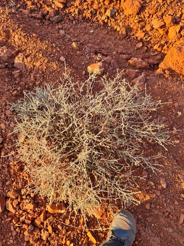 Image of Acacia adoxa by (c) Belinda Forbes, some rights reserved (CC BY)