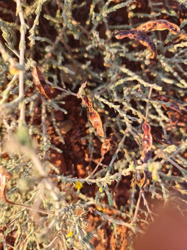 Image of Acacia adoxa by (c) Belinda Forbes, some rights reserved (CC BY)
