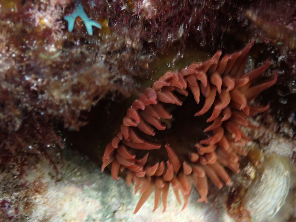 Actiniid Sea Anemones from Fisherman Islands Nature Reserve, WA