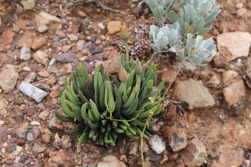 Hereroa acuminata L.Bolus 4