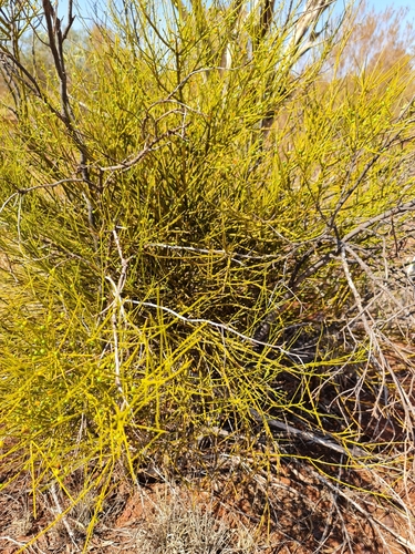 Anthobolus leptomeroides (Anthobolus leptomeroides)