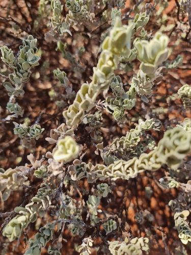 Image of Wilcox Bush (Eremophila forrestii) by (c) Belinda Forbes, some rights reserved (CC BY)