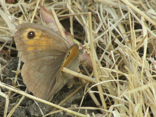 Meadow brown