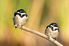 White-Throated Swallow photo 6
