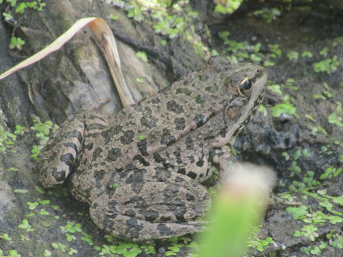 Голяма водна жаба (Pelophylax ridibundus)