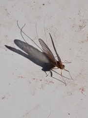 Ephemeroptera