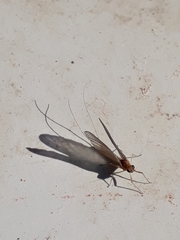 Ephemeroptera