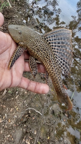 Long-fin armored catfish (Pterygoplichthys multiradiatus) — Loricariidae