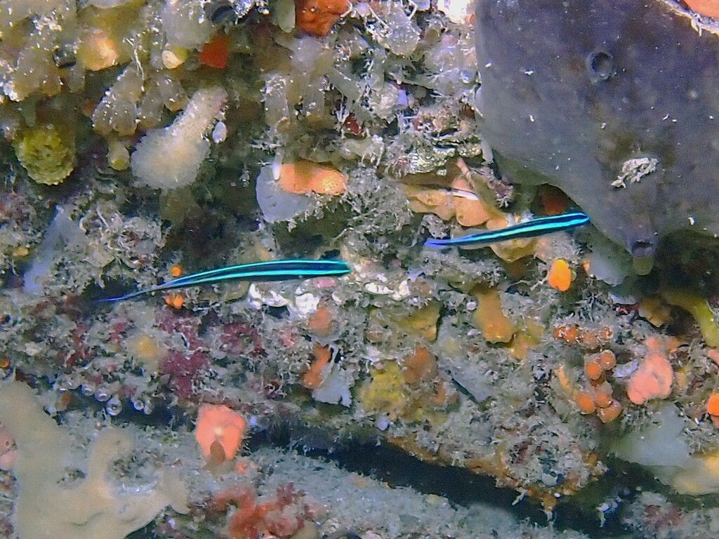 Braun's hulafish (Trachinops brauni) — Plesiopidae