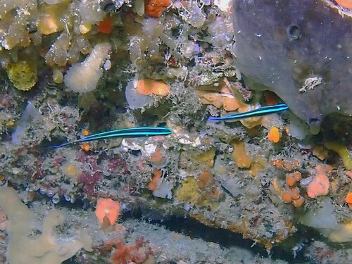 Braun's hulafish (Trachinops brauni) — Plesiopidae