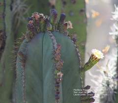 Isolatocereus dumortieri