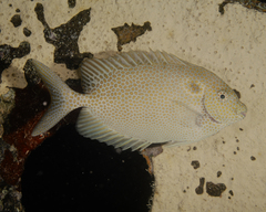 Siganus punctatus