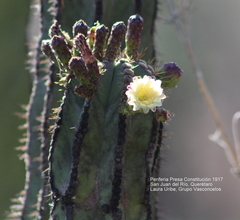 Isolatocereus dumortieri
