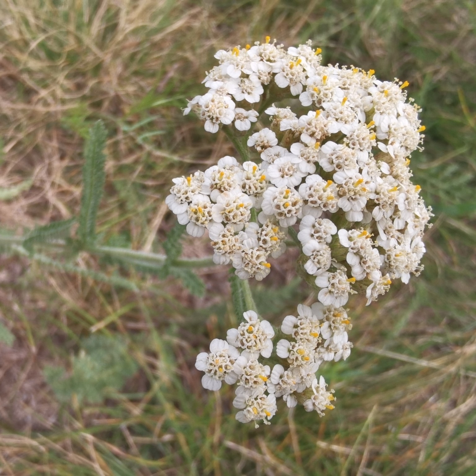 Achillea collina