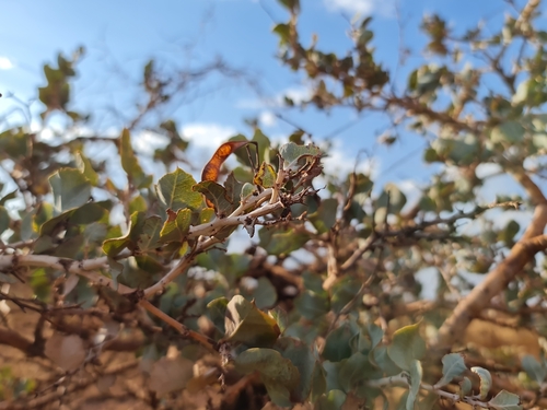 Image of Acacia inaequilatera by (c) Belinda Forbes, some rights reserved (CC BY)