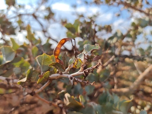 Image of Acacia inaequilatera by (c) Belinda Forbes, some rights reserved (CC BY)