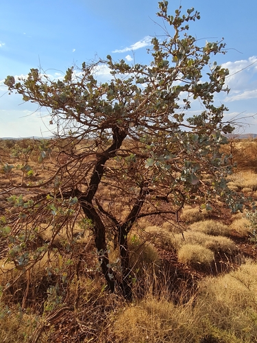 Image of Acacia inaequilatera by (c) Belinda Forbes, some rights reserved (CC BY)