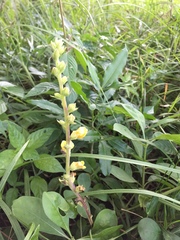 Alectra orobanchoides